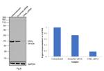 CrkL Antibody in Western Blot (WB)