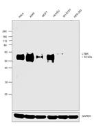 LTBR Antibody in Western Blot (WB)