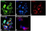 LILRB2 Antibody in Immunocytochemistry (ICC/IF)