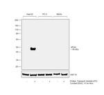 Apolipoprotein H Antibody in Western Blot (WB)