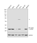 HP1 alpha Antibody in Western Blot (WB)