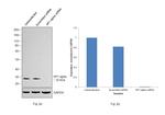 HP1 alpha Antibody in Western Blot (WB)