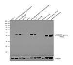 p38 MAPK gamma Antibody