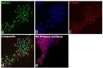 BAF57 Antibody in Immunocytochemistry (ICC/IF)