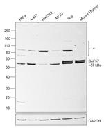 BAF57 Antibody in Western Blot (WB)