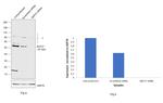 BAF57 Antibody in Western Blot (WB)