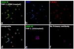 IRAK-M Antibody in Immunocytochemistry (ICC/IF)