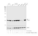 MIF Antibody in Western Blot (WB)