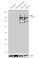 MAP2 Antibody in Western Blot (WB)