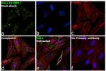 G3BP1 Antibody in Immunocytochemistry (ICC/IF)