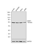 G3BP1 Antibody in Western Blot (WB)