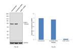 G3BP1 Antibody