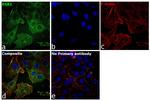 RSK1 Antibody in Immunocytochemistry (ICC/IF)