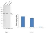 RSK1 Antibody in Western Blot (WB)