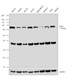 FZD7 Antibody in Western Blot (WB)