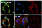 Syntenin 1 Antibody in Immunocytochemistry (ICC/IF)