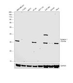 Syntenin 1 Antibody in Western Blot (WB)