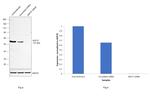 BAF57 Antibody in Western Blot (WB)