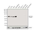 Nectin 2 Antibody