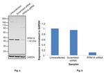 PPM1A Antibody in Western Blot (WB)