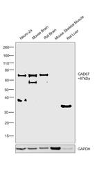 GAD67 Antibody in Western Blot (WB)