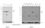 ALOX5 Antibody in Western Blot (WB)