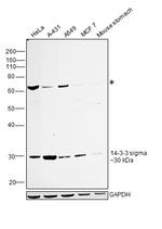 14-3-3 sigma Antibody in Western Blot (WB)