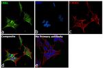 CrkL Antibody in Immunocytochemistry (ICC/IF)