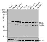 CrkL Antibody in Western Blot (WB)