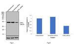 CrkL Antibody in Western Blot (WB)