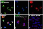 TRIF Antibody in Immunocytochemistry (ICC/IF)