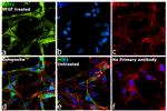 MIF Antibody in Immunocytochemistry (ICC/IF)