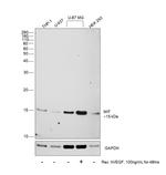 MIF Antibody in Western Blot (WB)