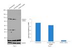 DYRK1A Antibody in Western Blot (WB)