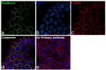 P-cadherin Antibody in Immunocytochemistry (ICC/IF)