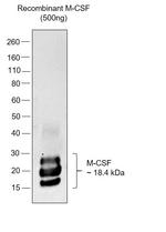 M-CSF Antibody in Western Blot (WB)