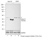 Fetuin A Antibody in Western Blot (WB)