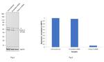 Fetuin A Antibody in Western Blot (WB)