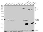 PYCARD Antibody in Western Blot (WB)