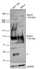 NOTCH1 Antibody in Western Blot (WB)
