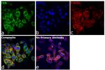 FXN Antibody in Immunocytochemistry (ICC/IF)