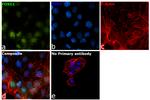 FOXG1 Antibody in Immunocytochemistry (ICC/IF)