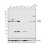 CADM1 Antibody in Western Blot (WB)