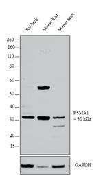 PSMA1 Antibody in Western Blot (WB)