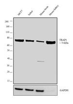 TRAP1 Antibody in Western Blot (WB)