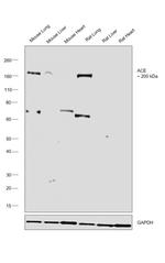 ACE Antibody in Western Blot (WB)