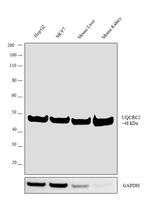 UQCRC2 Antibody in Western Blot (WB)