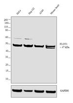 Flotillin 1 Antibody in Western Blot (WB)