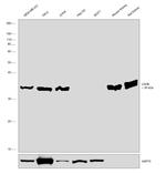 LDHB Antibody in Western Blot (WB)