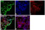 RAP1 Antibody in Immunocytochemistry (ICC/IF)